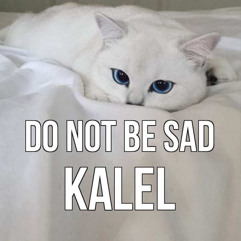 Greetings card с именем, Kalel Do not be sad белый кот с голубыми глазами на белоснежной кровати Greetings with text for free download 