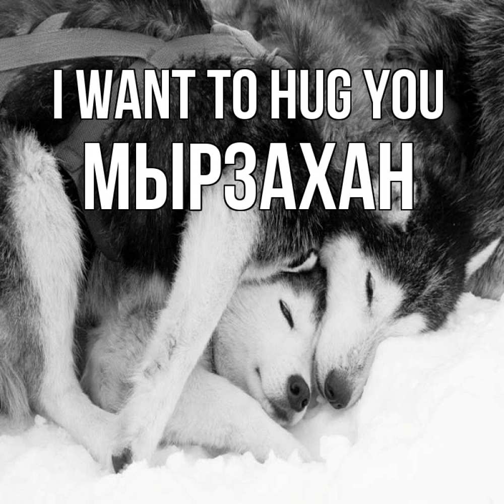 Greetings card с именем, Мырзахан I want to hug you собачки в упряжке Greetings with text for free download 