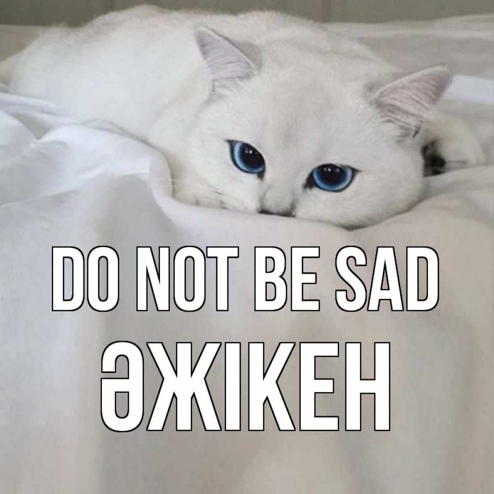 Greetings card с именем, Әжікен Do not be sad белый кот с голубыми глазами на белоснежной кровати Greetings with text for free download 