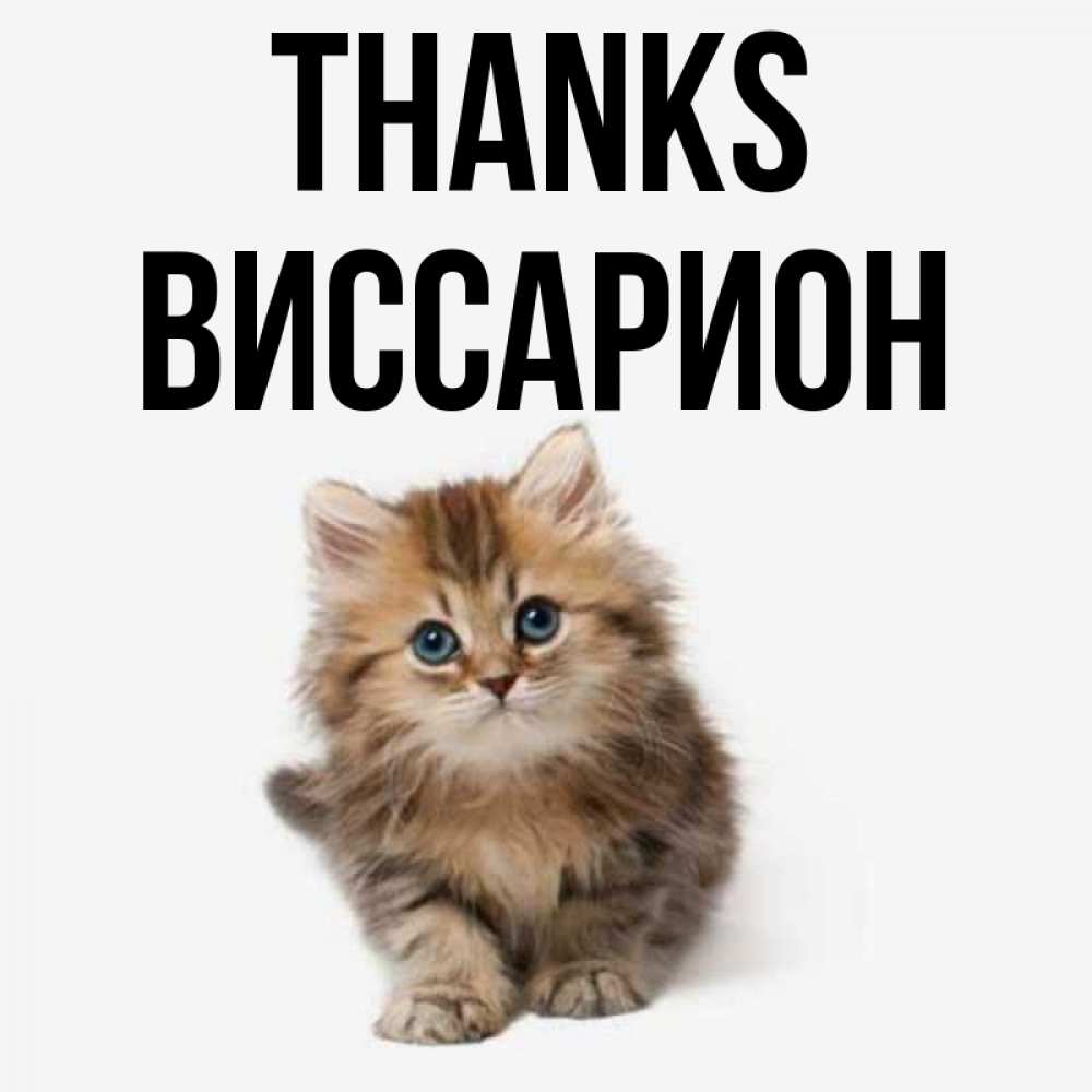 Greetings card с именем, Виссарион Thanks пушистый котик Greetings with text for free download 