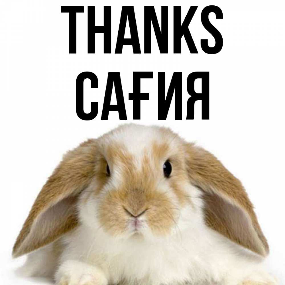 Greetings card с именем, САҒИЯ Thanks коричнево белый заяц Greetings with text for free download 
