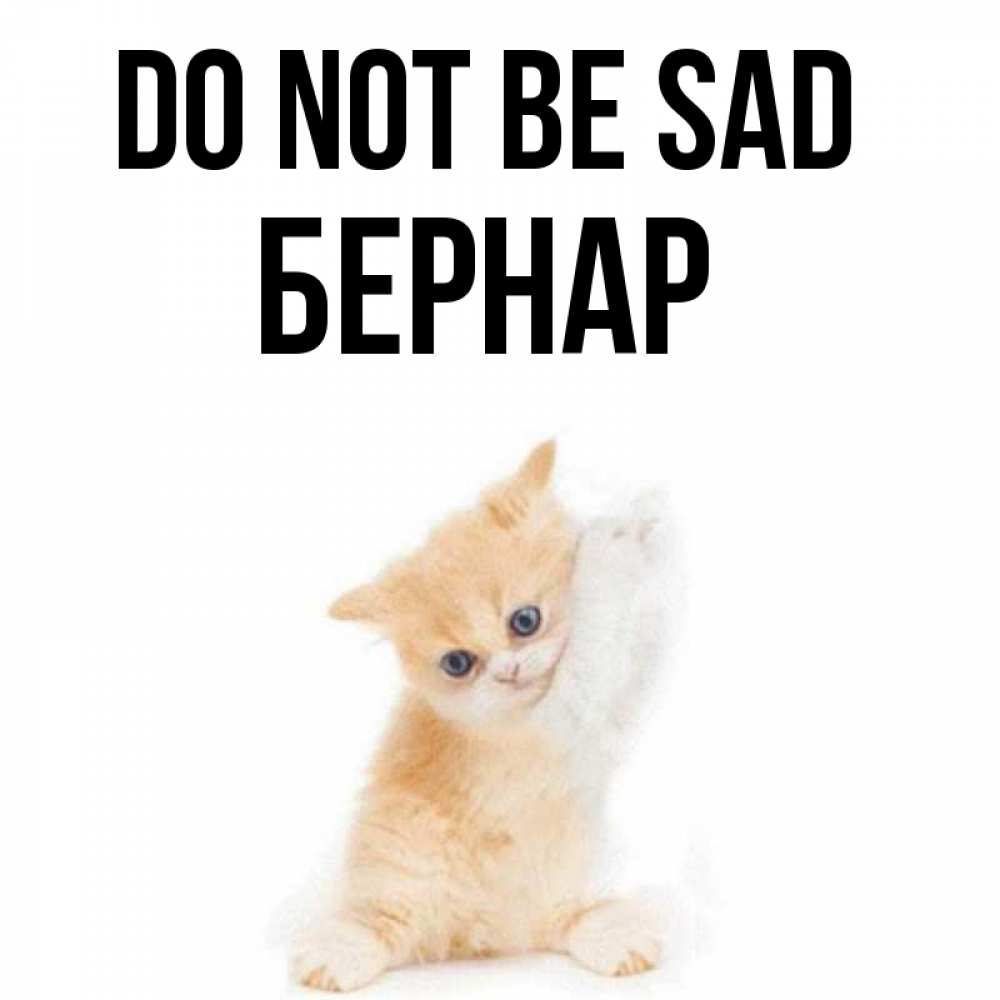 Greetings card с именем, Бернар Do not be sad просящий кот Greetings with text for free download 