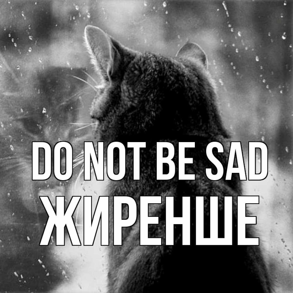 Greetings card с именем, Жиренше Do not be sad отражение кота 1 Greetings with text for free download 