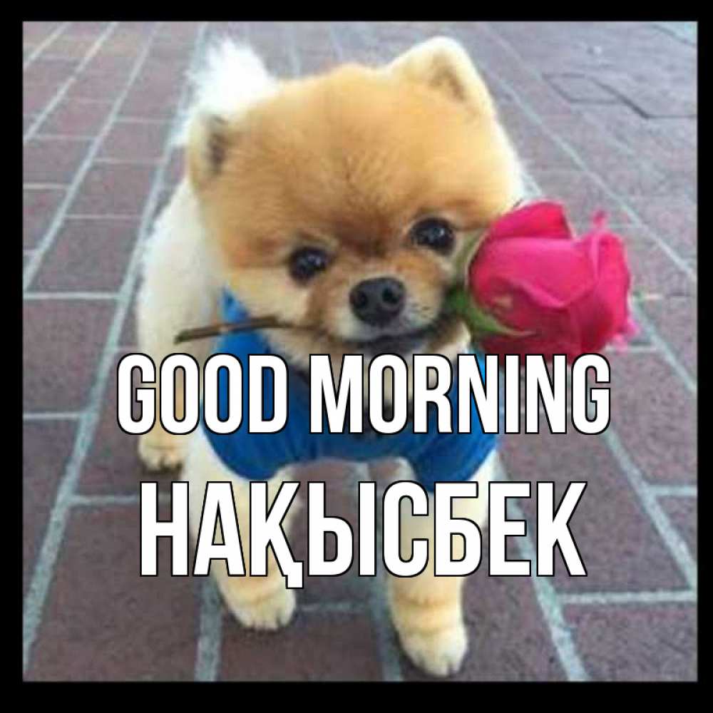 Greetings card с именем, НАҚЫСБЕК Good morning роза в зубах Greetings with text for free download 