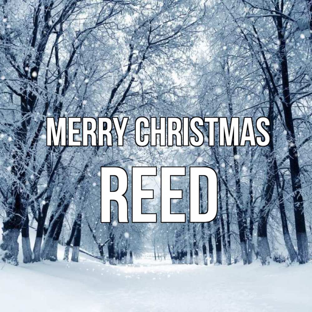 Greetings card с именем, Reed Merry Christmas снег, лес, парк Greetings with text for free download 