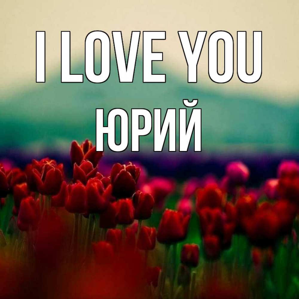 Greetings card с именем, Юрий I love you тюльпаны 4 Greetings with text for free download 