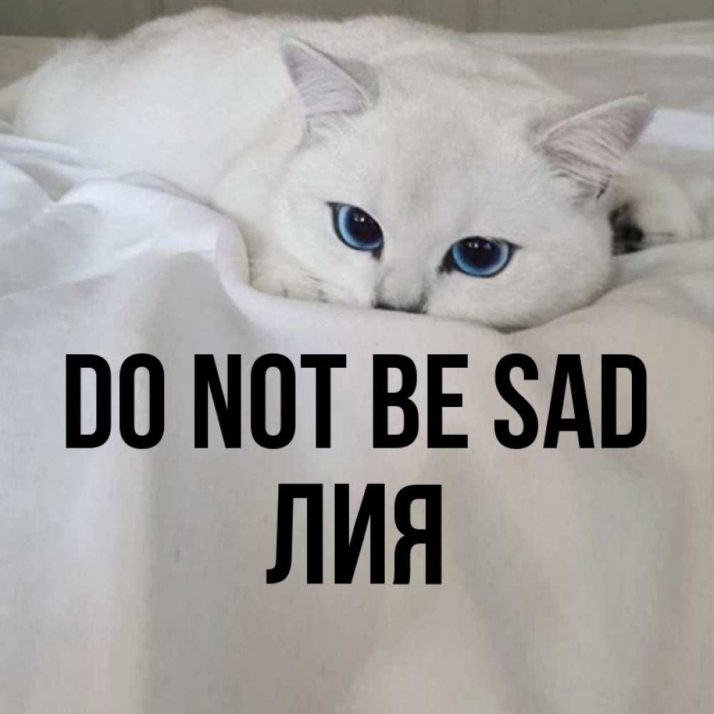 Greetings card с именем, Лия Do not be sad Голубоглазая кошка Greetings with text for free download 