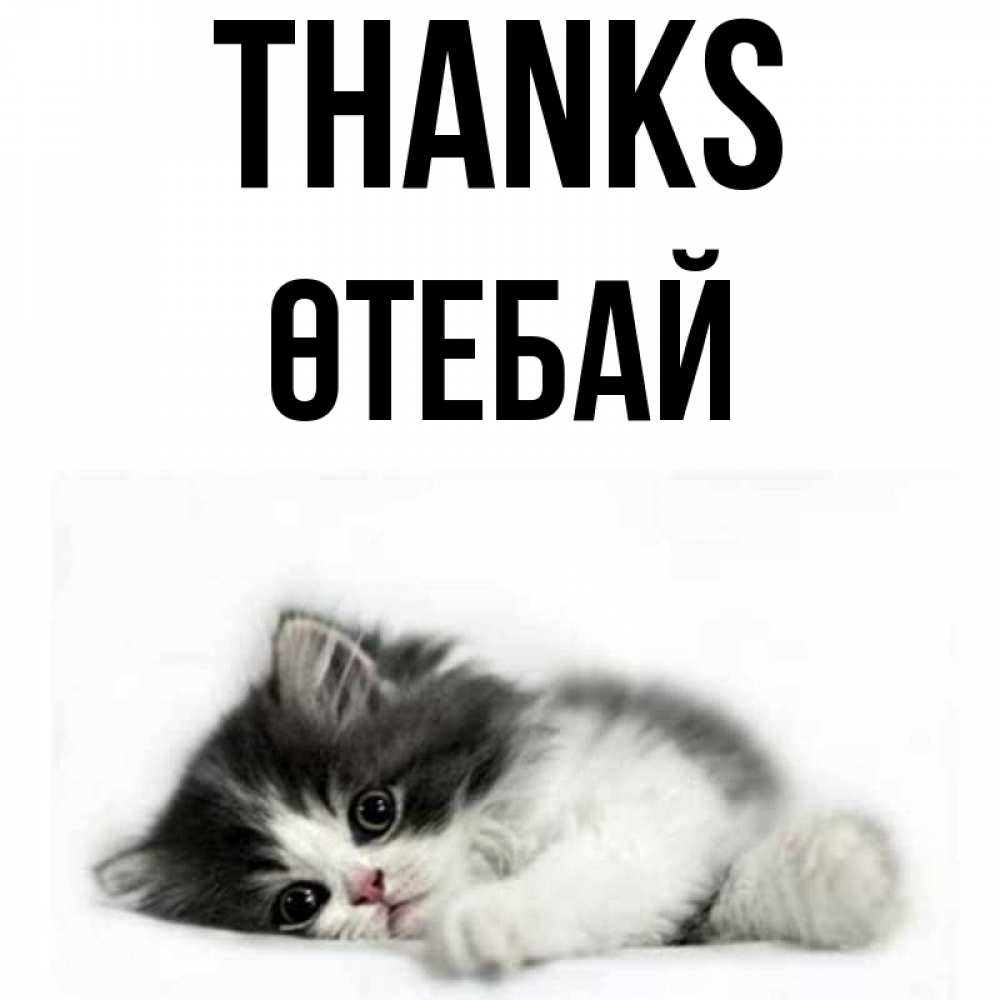 Greetings card с именем, ӨТЕБАЙ Thanks черный и белый кот Greetings with text for free download 