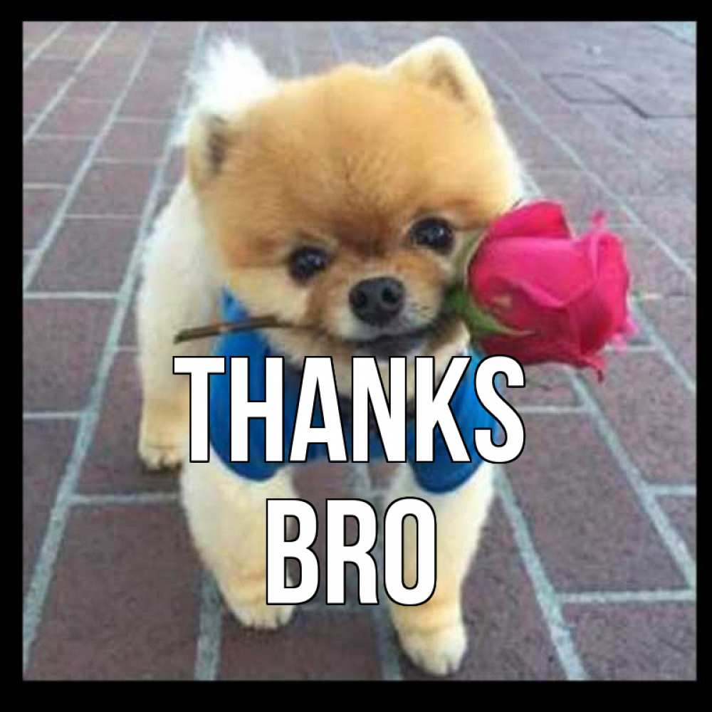 Greetings card с именем, bro Thanks спасибо и дарю тебе цветок Greetings with text for free download 