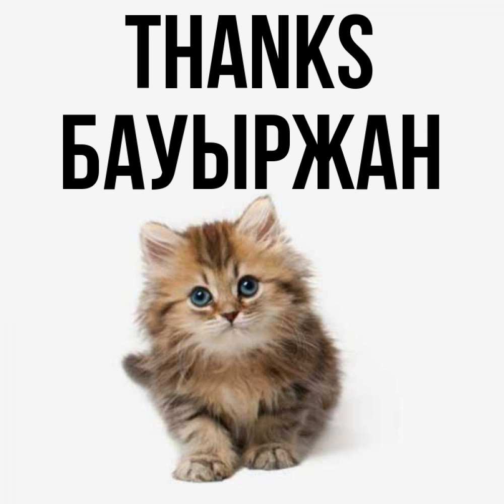 Greetings card с именем, Бауыржан Thanks пушистый котик Greetings with text for free download 