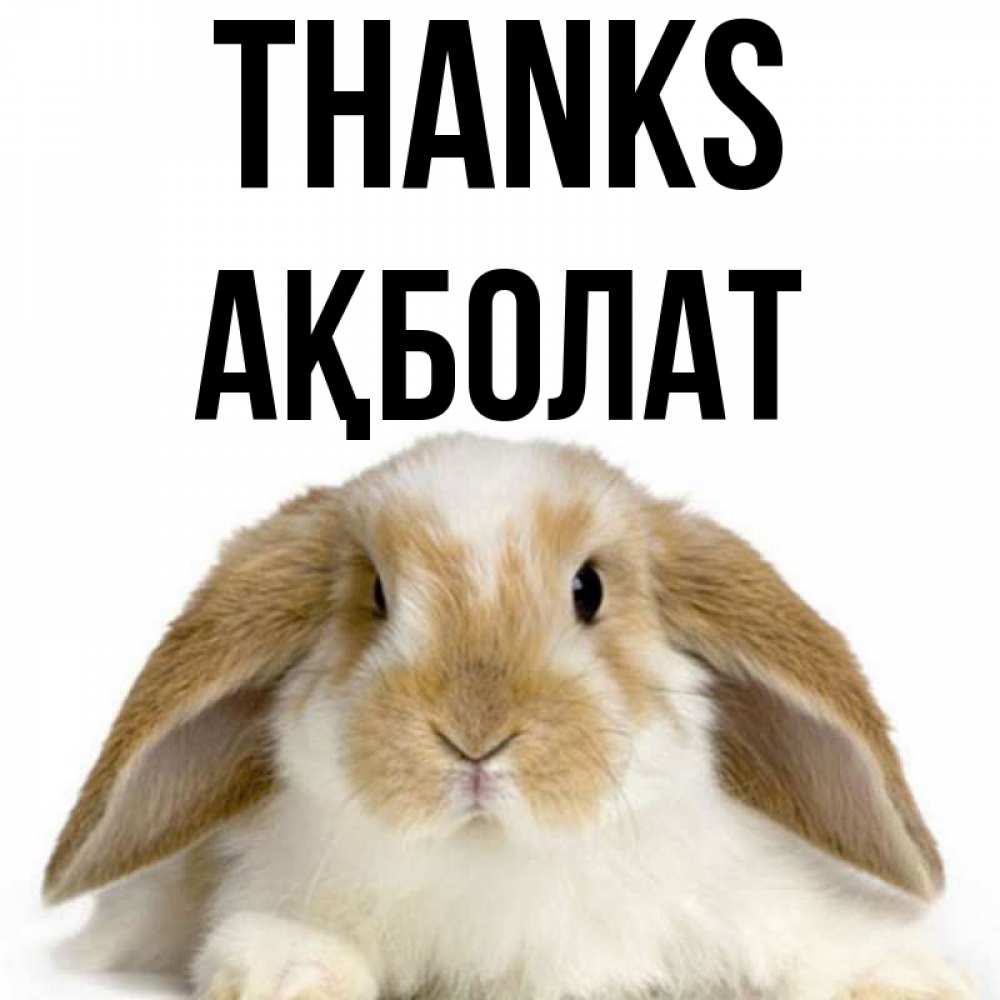 Greetings card с именем, Ақболат Thanks коричнево белый заяц Greetings with text for free download 