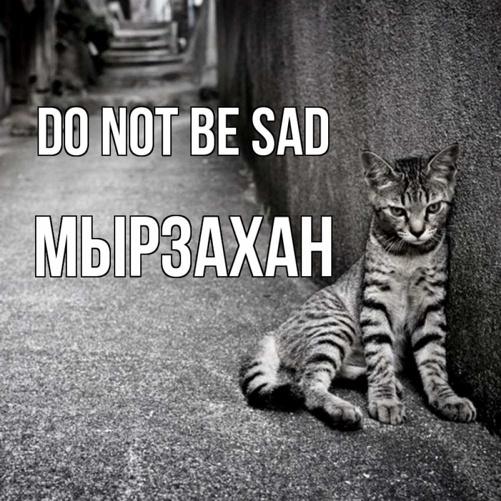 Greetings card с именем, Мырзахан Do not be sad скучающий котик Greetings with text for free download 