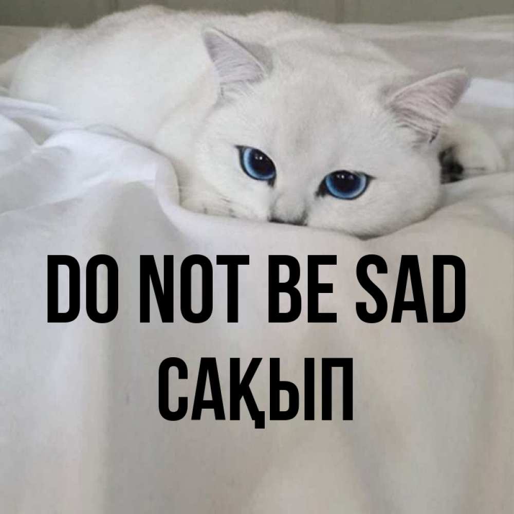 Greetings card с именем, САҚЫП Do not be sad Голубоглазая кошка Greetings with text for free download 
