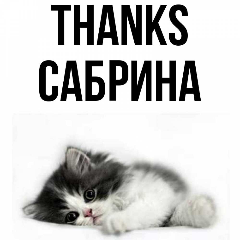 Greetings card с именем, Сабрина Thanks черный и белый кот Greetings with text for free download 