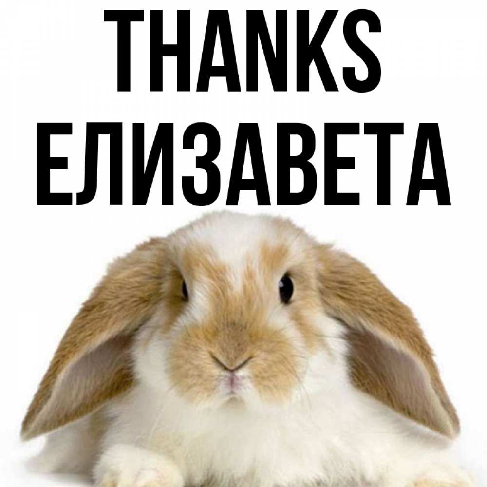 Greetings card с именем, Елизавета Thanks коричнево белый заяц Greetings with text for free download 