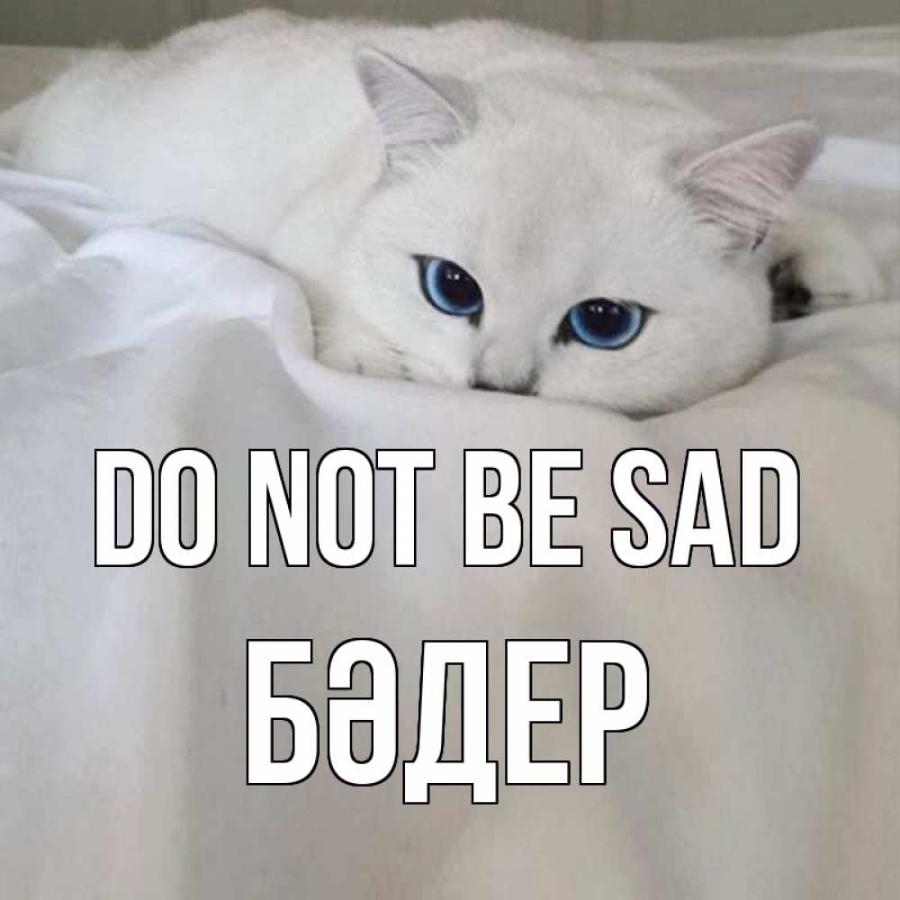 Greetings card с именем, БӘДЕР Do not be sad белый кот с голубыми глазами на белоснежной кровати Greetings with text for free download 