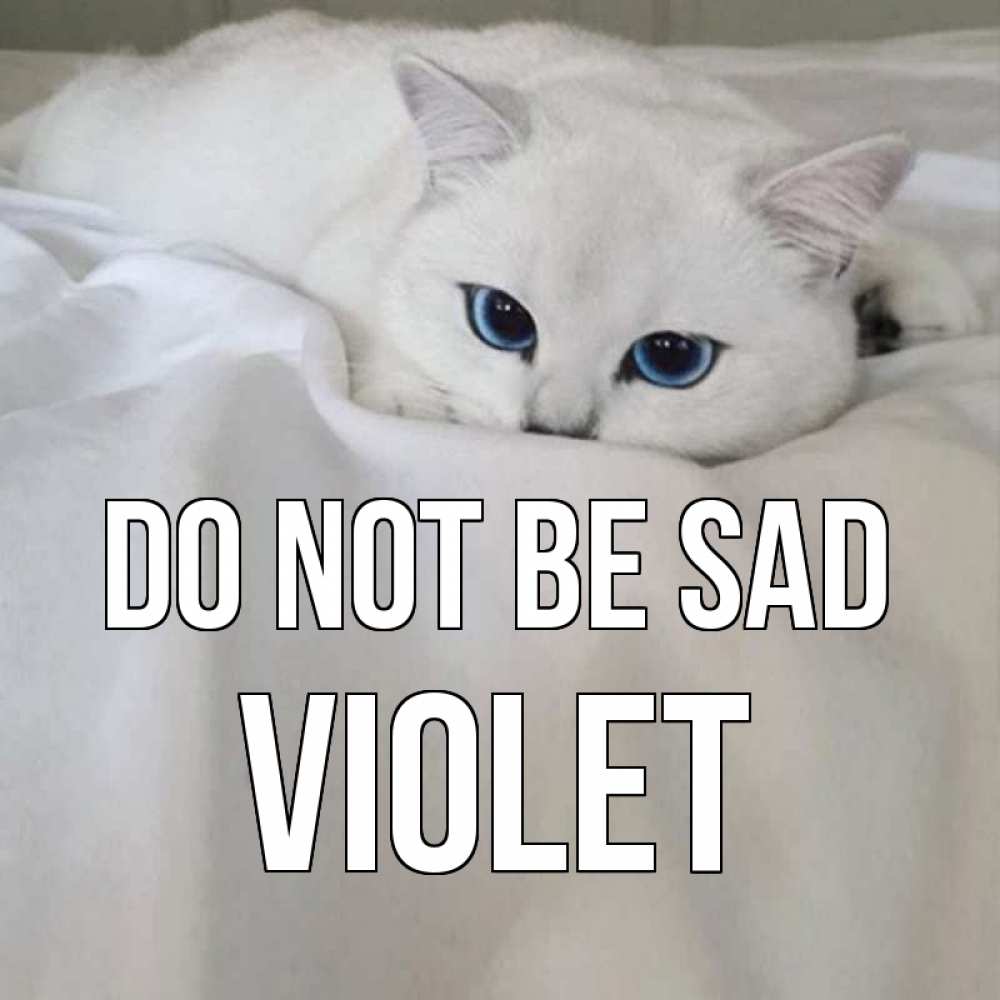 Greetings card с именем, Violet Do not be sad белый кот с голубыми глазами на белоснежной кровати Greetings with text for free download 