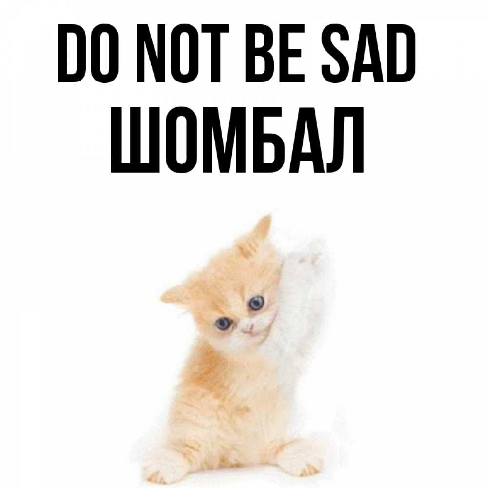 Greetings card с именем, ШОМБАЛ Do not be sad просящий кот Greetings with text for free download 