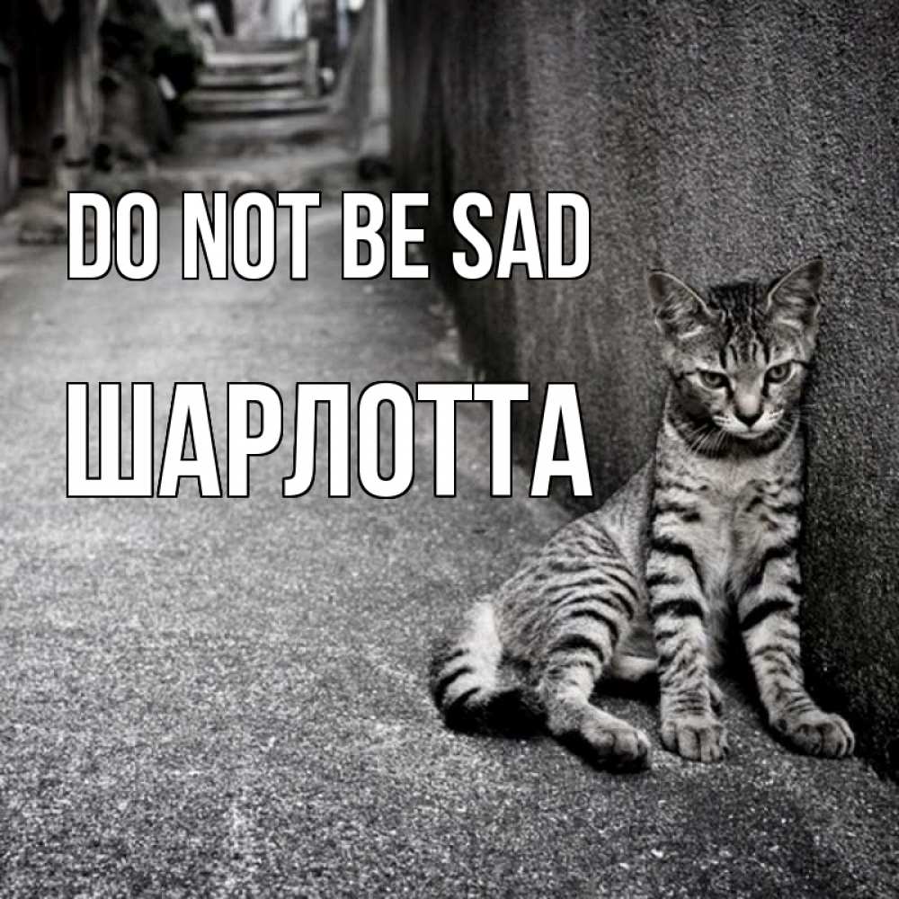 Greetings card с именем, Шарлотта Do not be sad скучающий котик Greetings with text for free download 