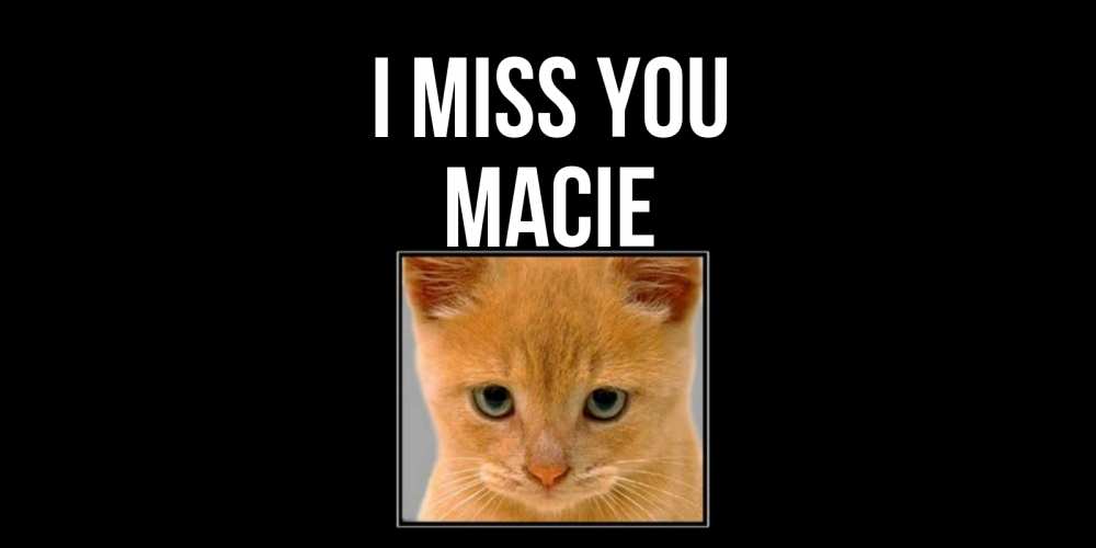 Greetings card с именем, Macie I miss you открытки рыжий котенок скучает по тебе Greetings with text for free download 