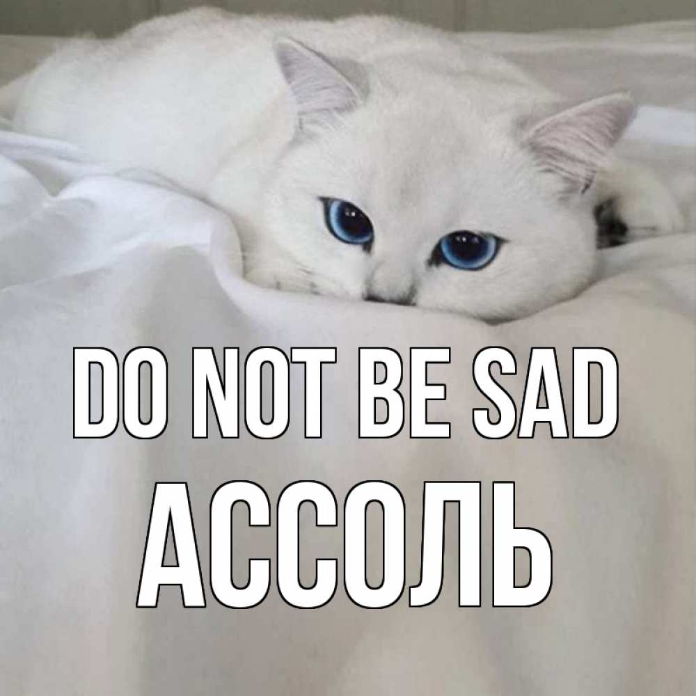 Greetings card с именем, Ассоль Do not be sad белый кот с голубыми глазами на белоснежной кровати Greetings with text for free download 