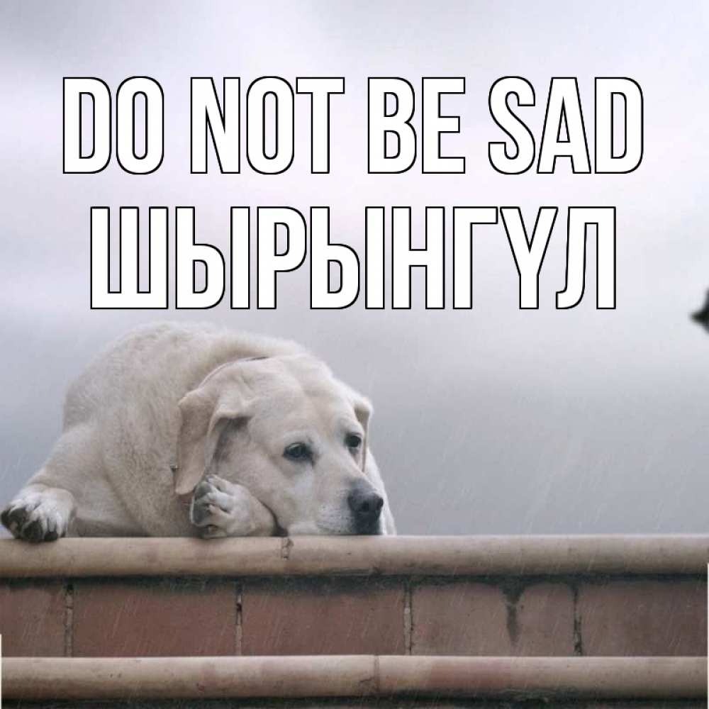 Greetings card с именем, ШЫРЫНГҮЛ Do not be sad белый пес 1 Greetings with text for free download 