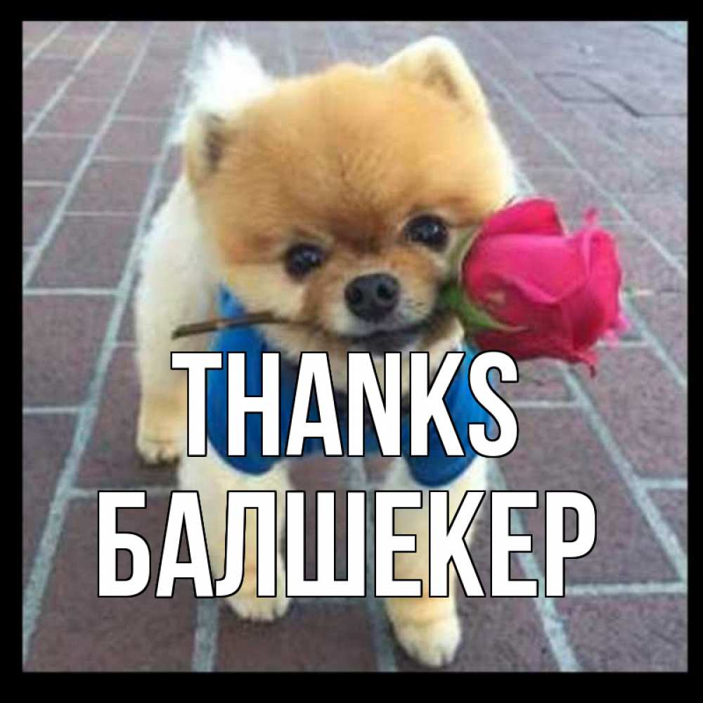 Greetings card с именем, БАЛШЕКЕР Thanks спасибо и дарю тебе цветок Greetings with text for free download 