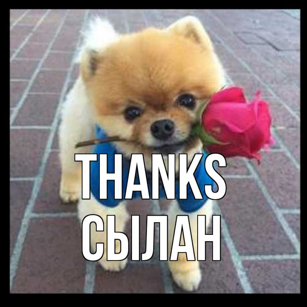 Greetings card с именем, СЫЛАН Thanks спасибо и дарю тебе цветок Greetings with text for free download 