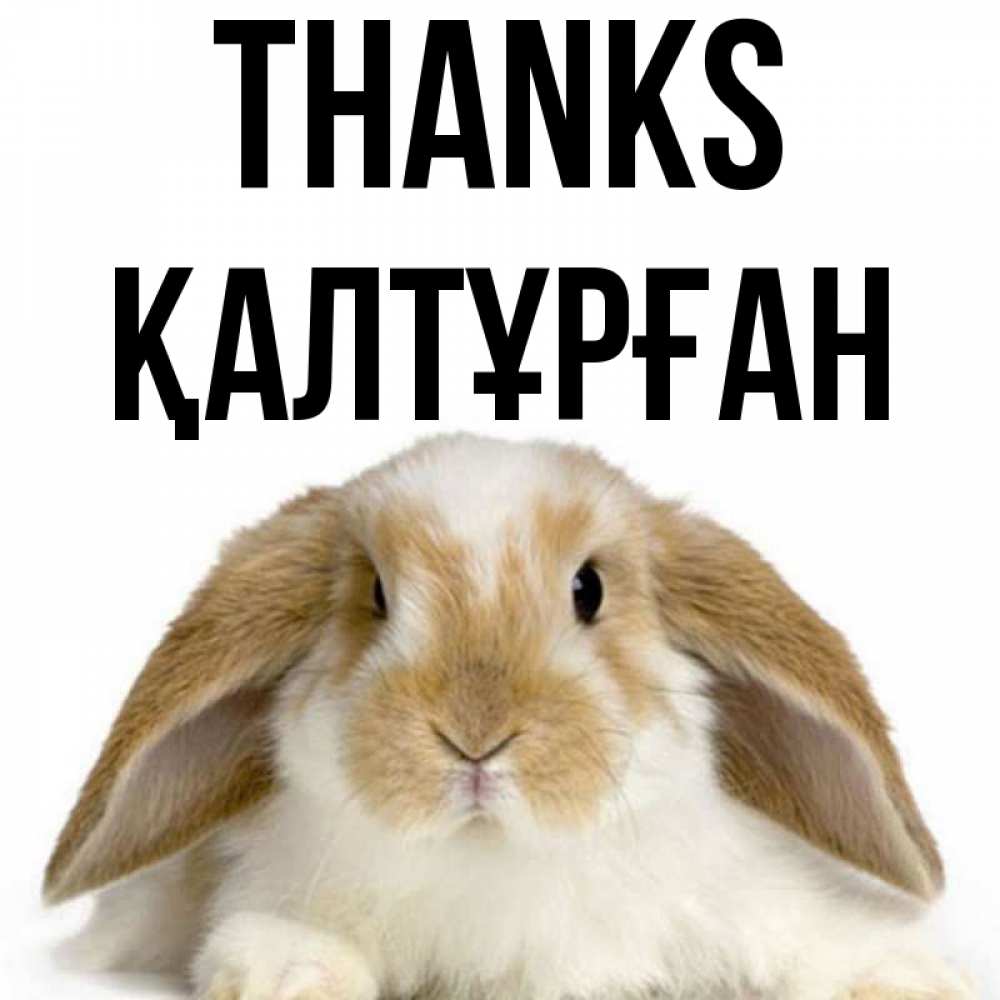 Greetings card с именем, ҚАЛТҰРҒАН Thanks коричнево белый заяц Greetings with text for free download 