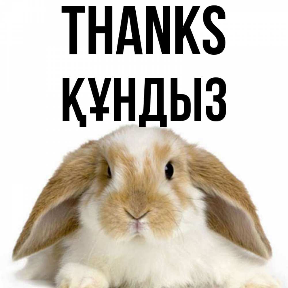 Greetings card с именем, ҚҰНДЫЗ Thanks коричнево белый заяц Greetings with text for free download 