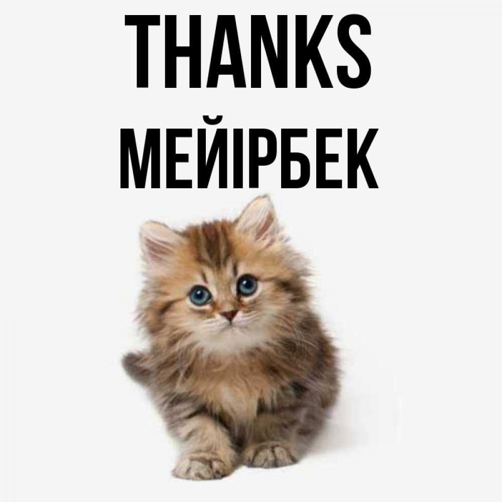 Greetings card с именем, МЕЙІРБЕК Thanks пушистый котик Greetings with text for free download 
