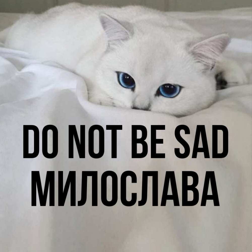 Greetings card с именем, Милослава Do not be sad Голубоглазая кошка Greetings with text for free download 