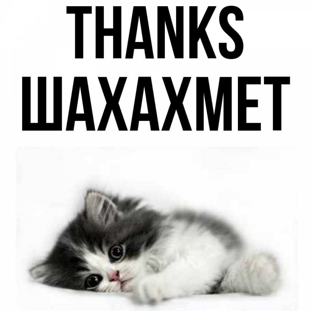 Greetings card с именем, ШАХАХМЕТ Thanks черный и белый кот Greetings with text for free download 