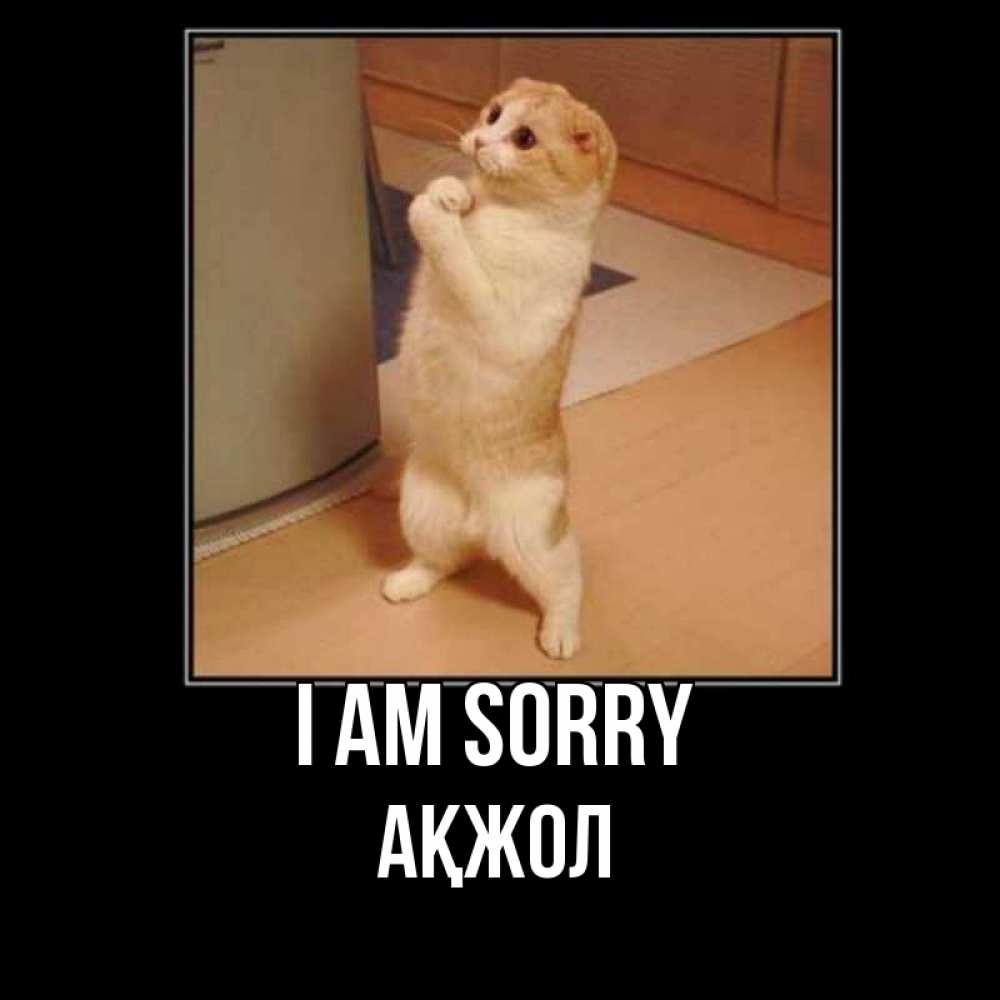 Greetings card с именем, Ақжол I am sorry открытка с милым несчастным котиком просящим прощения Greetings with text for free download 