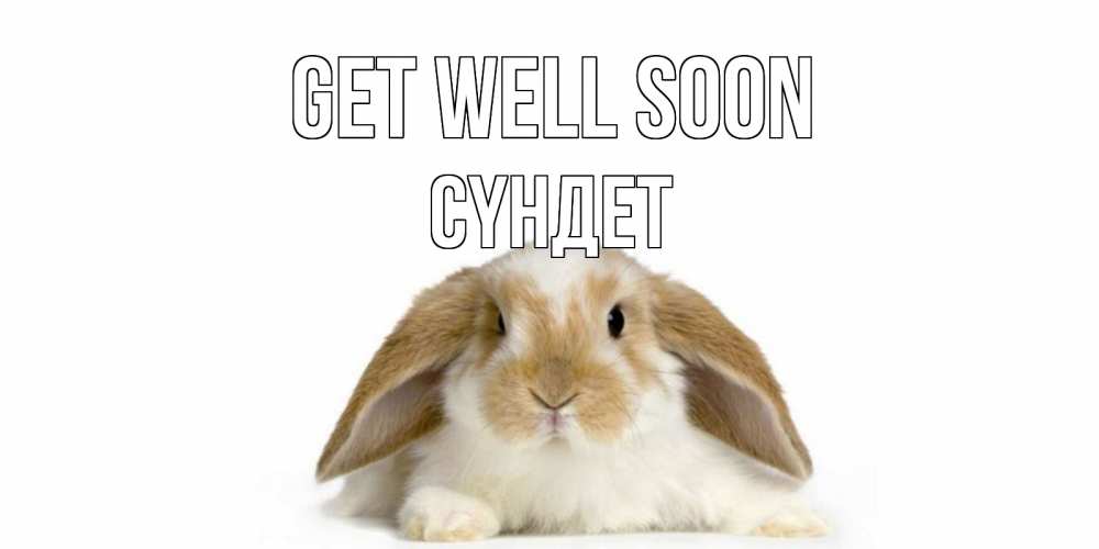 Greetings card с именем, СҮНДЕТ Get well soon вислоухий кролик белого и коричневого цвета Greetings with text for free download 