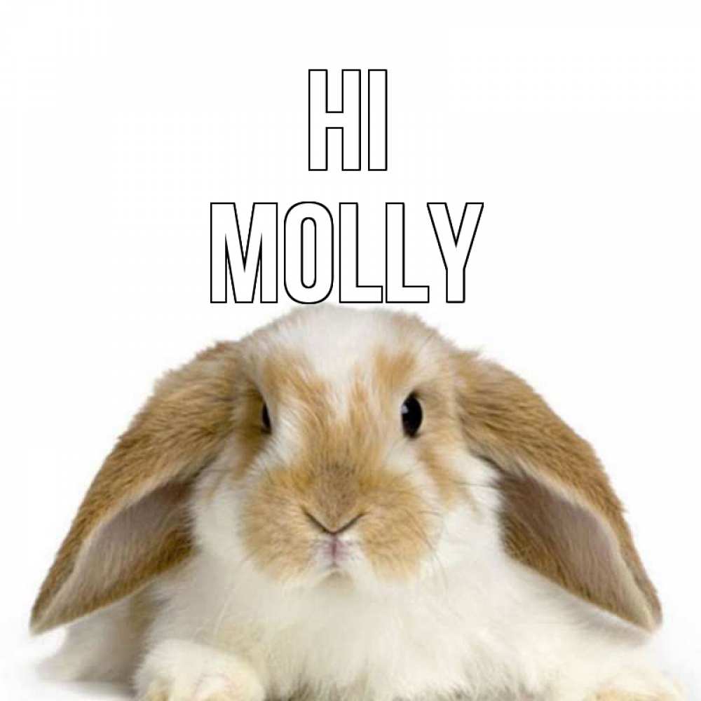 Greetings card с именем, Molly Hi с животными Greetings with text for free download 