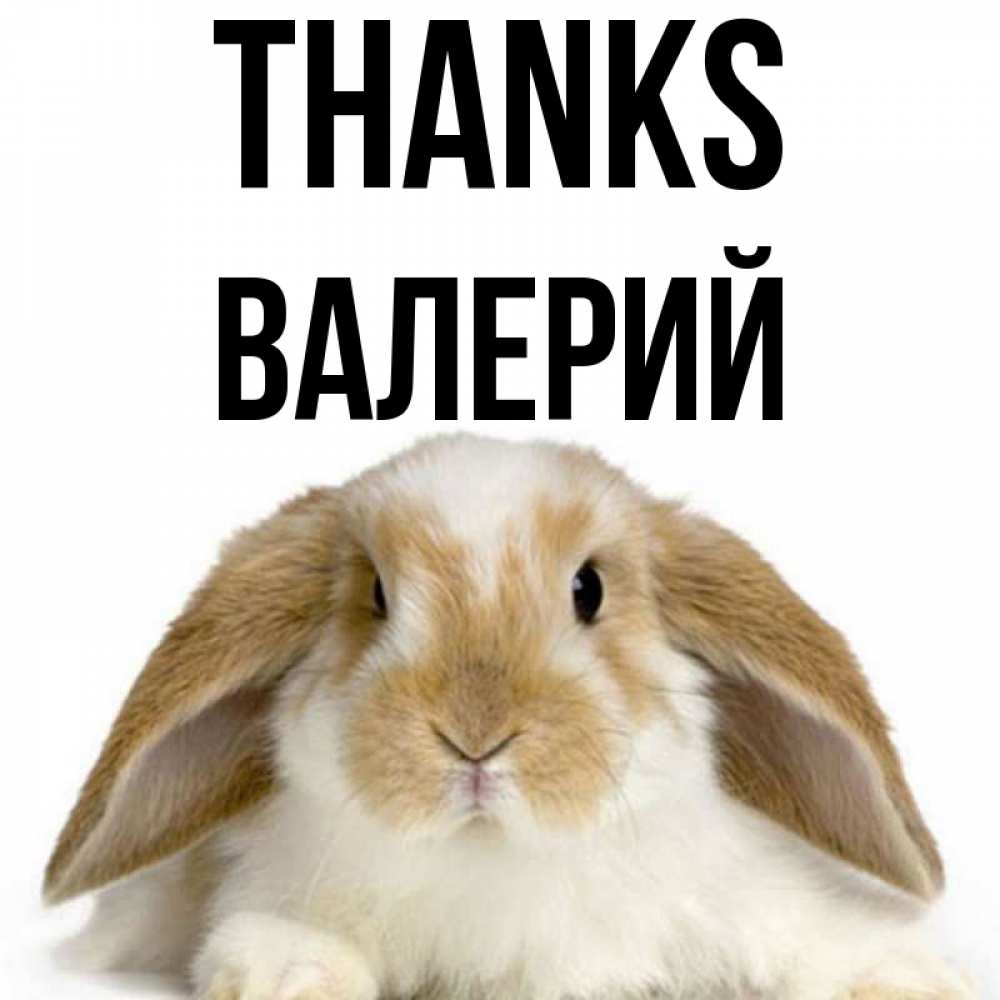 Greetings card с именем, Валерий Thanks коричнево белый заяц Greetings with text for free download 