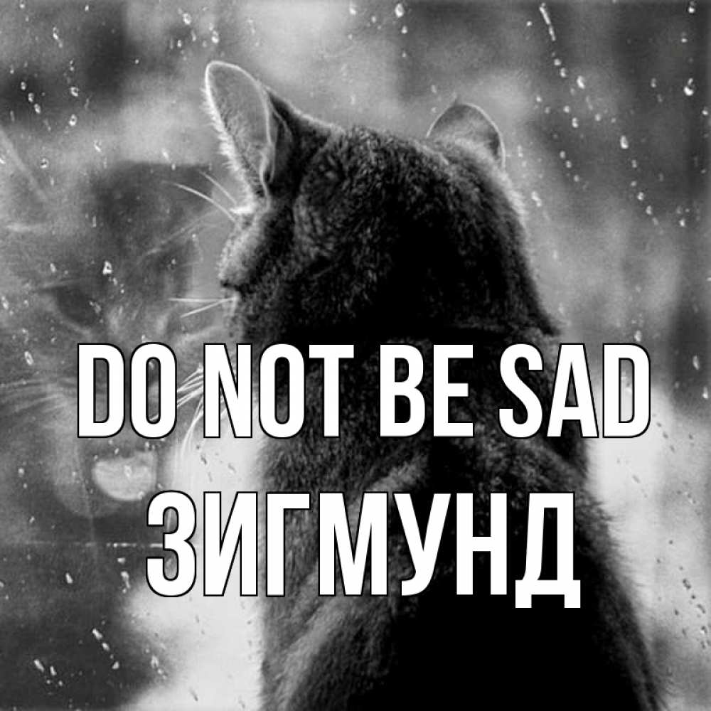 Greetings card с именем, Зигмунд Do not be sad отражение кота 1 Greetings with text for free download 
