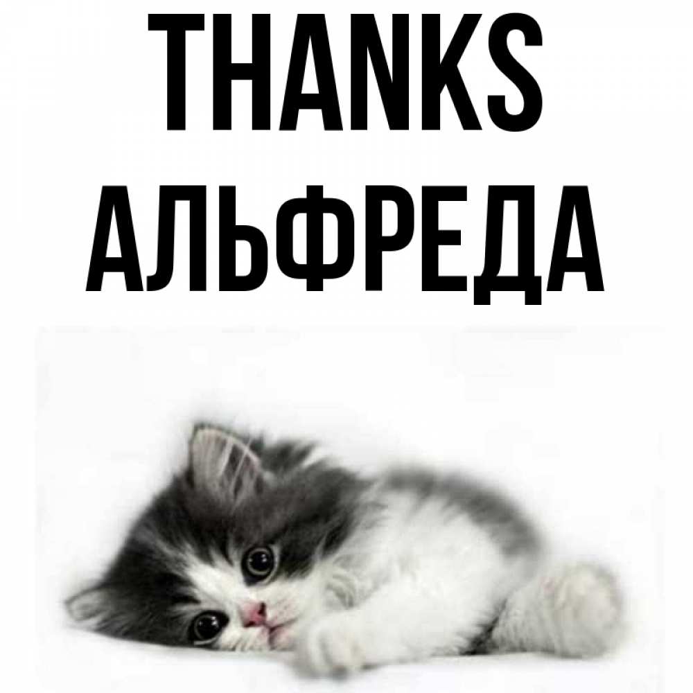 Greetings card с именем, Альфреда Thanks черный и белый кот Greetings with text for free download 