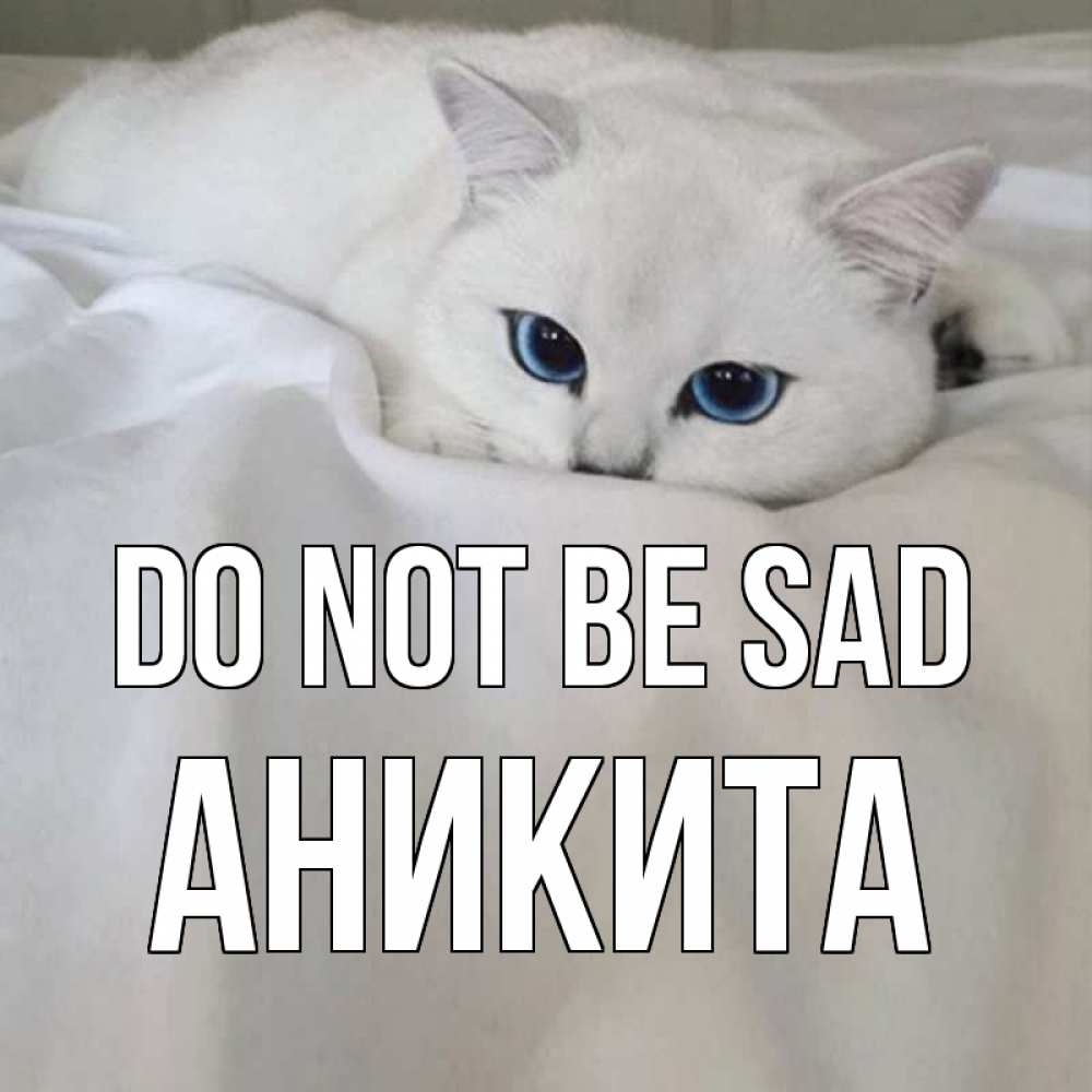 Greetings card с именем, Аникита Do not be sad белый кот с голубыми глазами на белоснежной кровати Greetings with text for free download 
