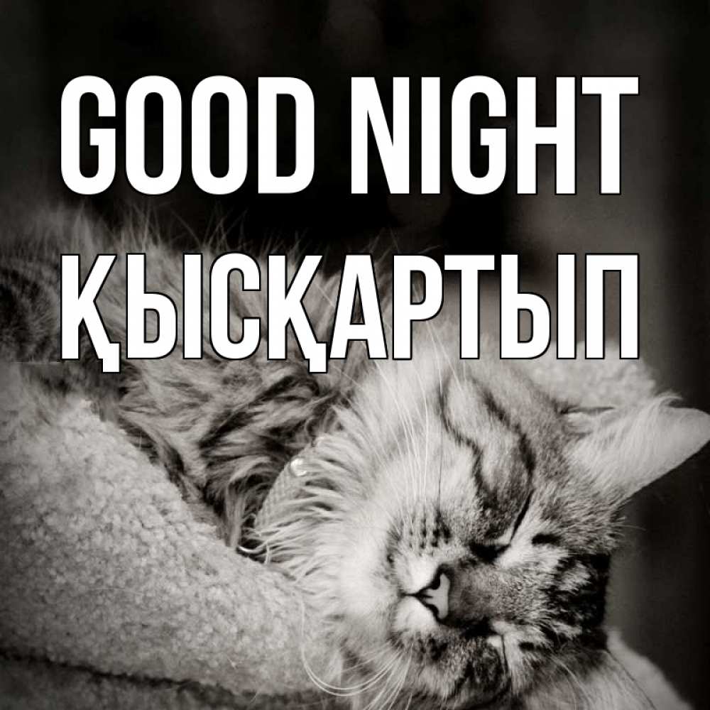Greetings card с именем, Қысқартып Good night котярик пушистый Greetings with text for free download 