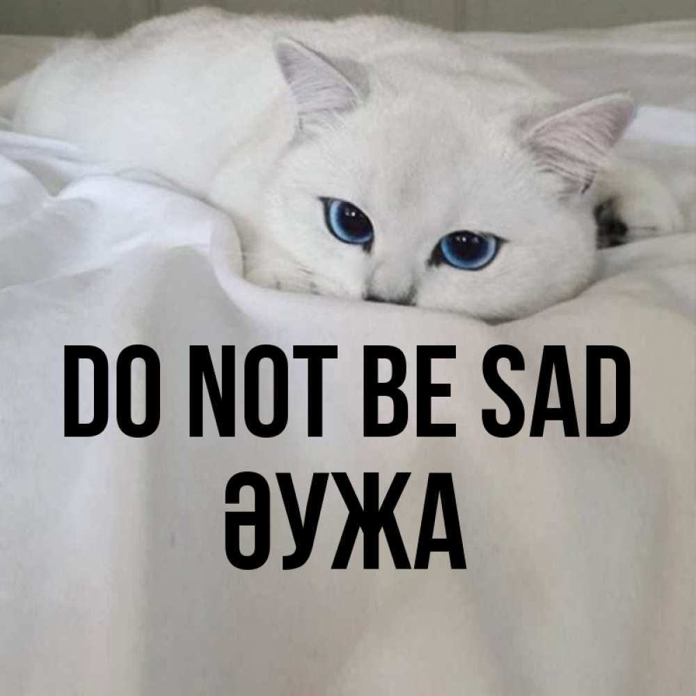 Greetings card с именем, ӘУЖА Do not be sad Голубоглазая кошка Greetings with text for free download 