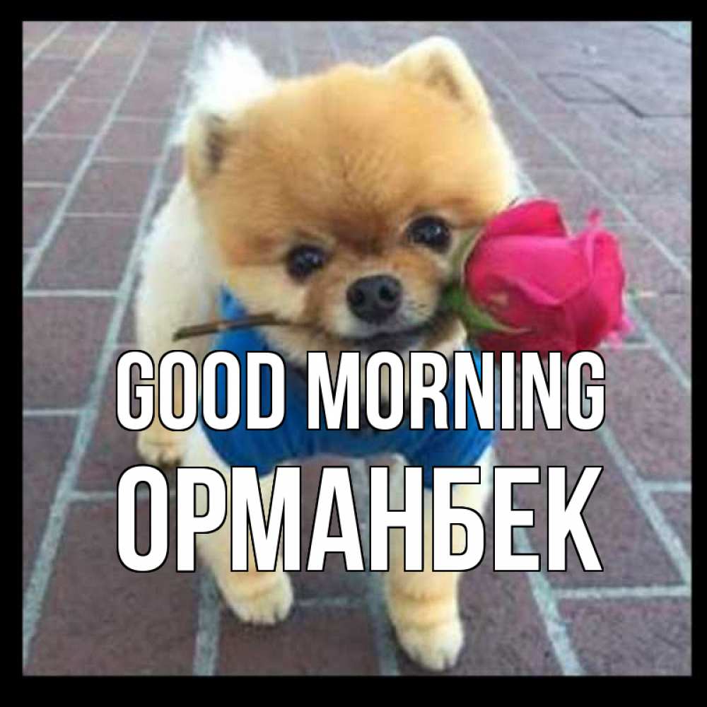 Greetings card с именем, ОРМАНБЕК Good morning роза в зубах Greetings with text for free download 