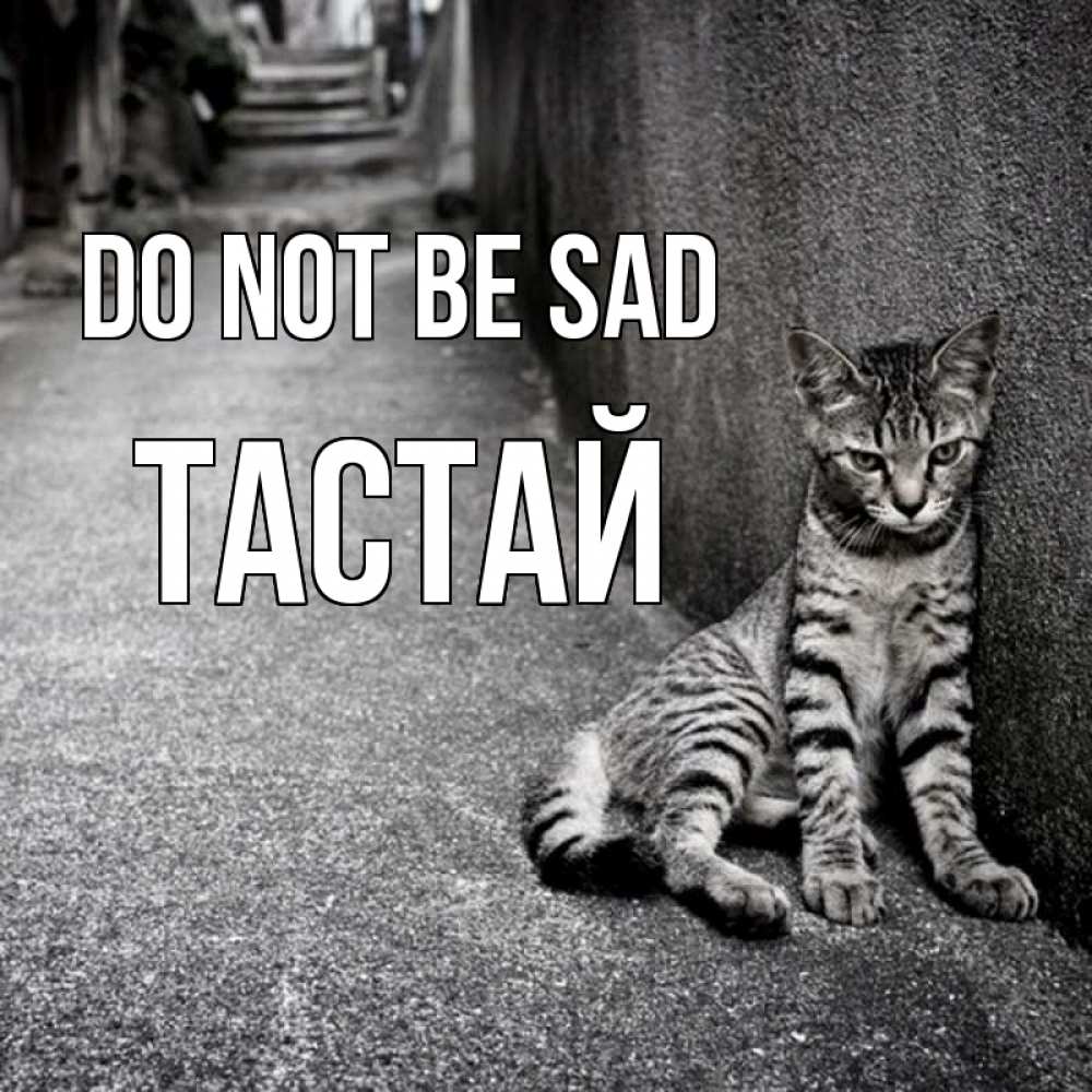 Greetings card с именем, ТАСТАЙ Do not be sad скучающий котик Greetings with text for free download 
