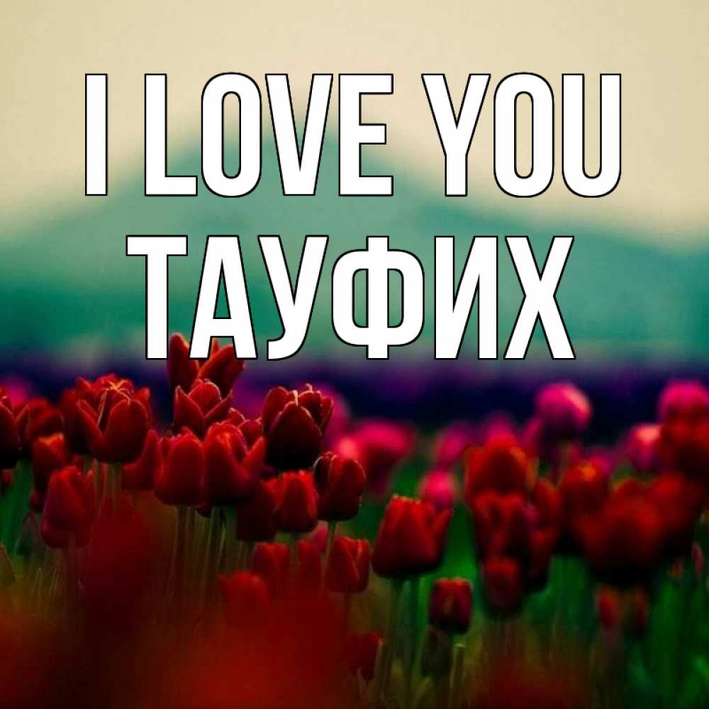 Greetings card с именем, ТАУФИХ I love you тюльпаны 4 Greetings with text for free download 