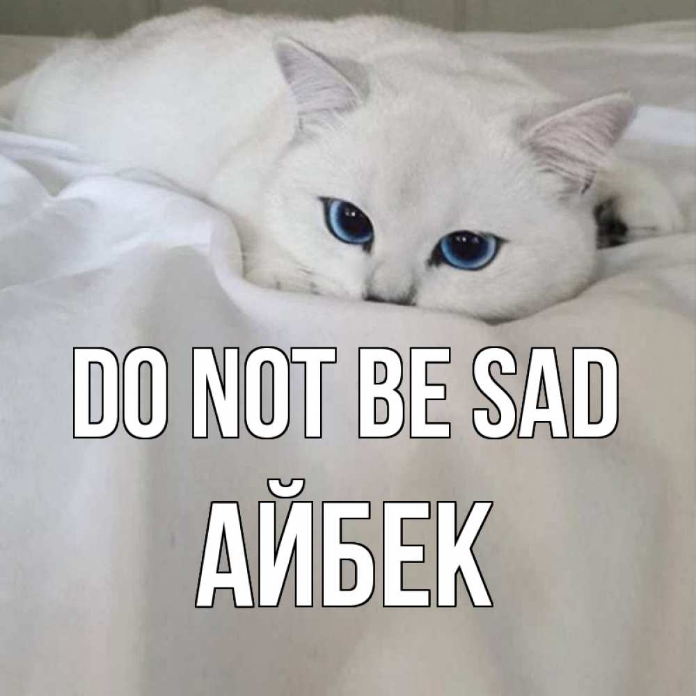 Greetings card с именем, Айбек Do not be sad белый кот с голубыми глазами на белоснежной кровати Greetings with text for free download 
