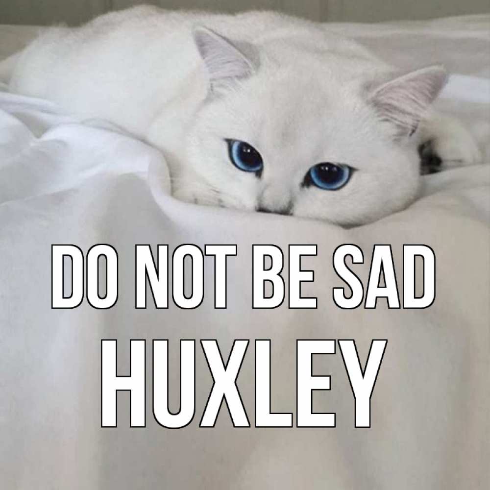 Greetings card с именем, Huxley Do not be sad белый кот с голубыми глазами на белоснежной кровати Greetings with text for free download 