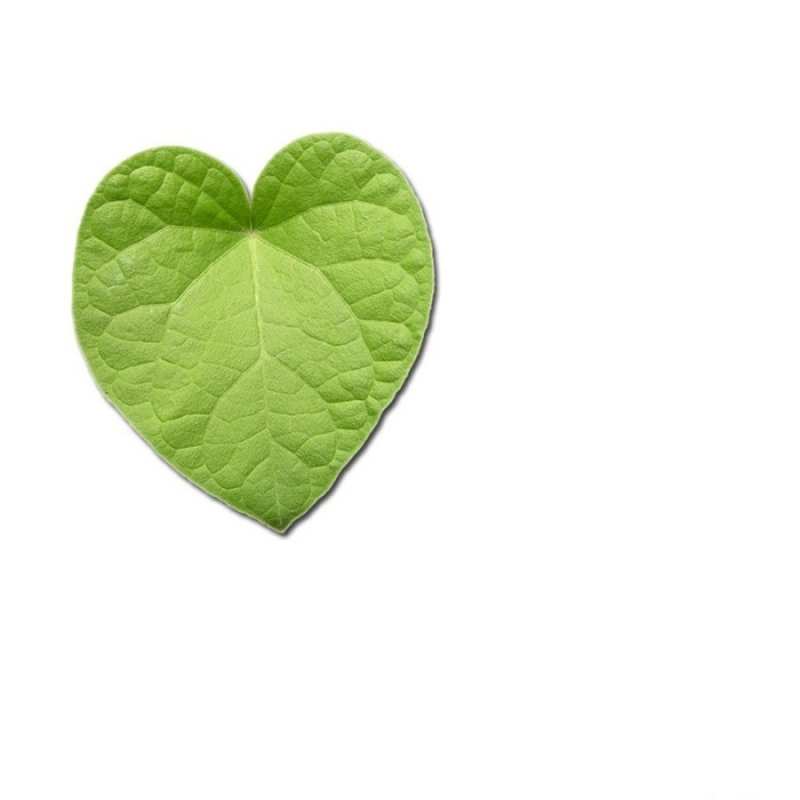 Открытка зеленый лист  тебе  I love you 