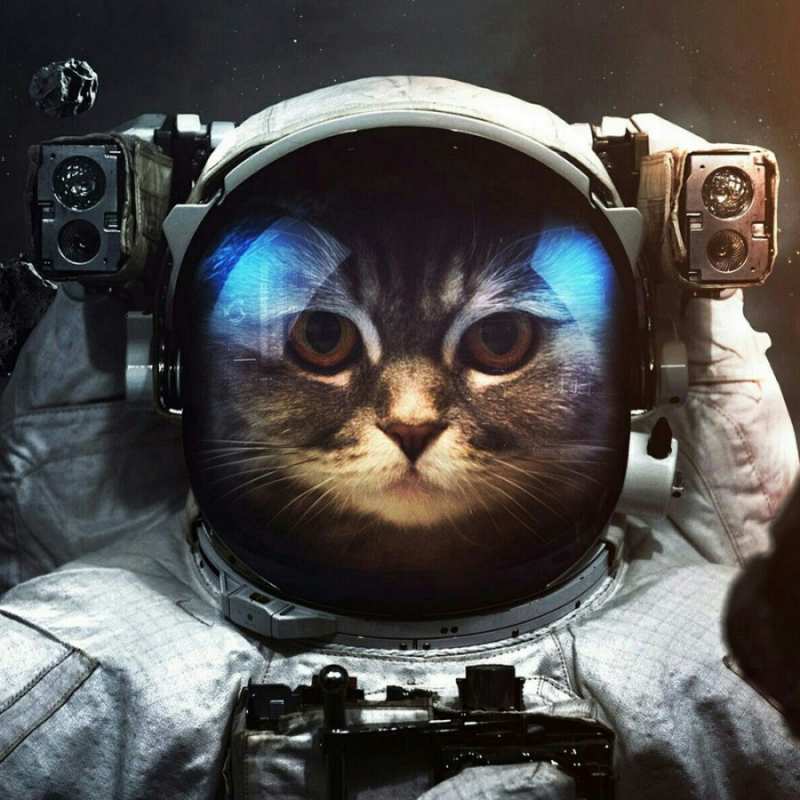 Открытка кот космонавт  желает удачно добраться  Have a good trip 