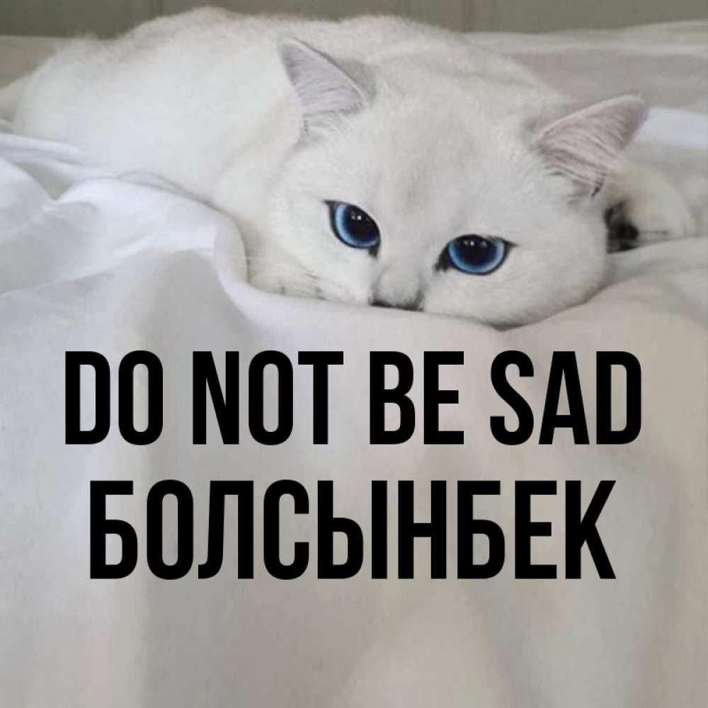 Greetings card с именем, Болсынбек Do not be sad Голубоглазая кошка Greetings with text for free download 